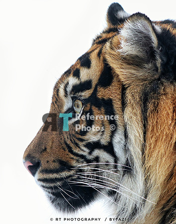 Sumatran tiger (colour)