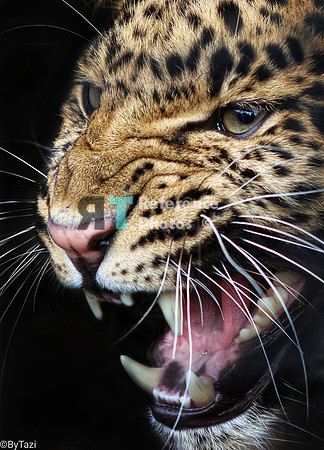 Hissing leopard