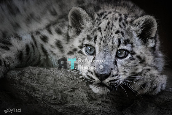 Snow leopard cub
