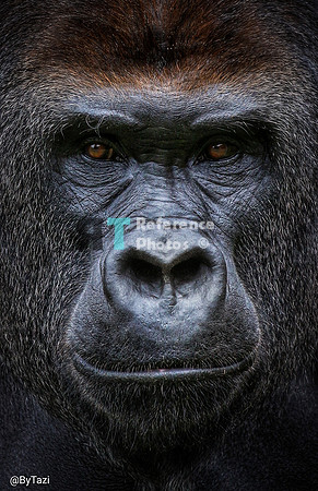 Silverback gorilla close up