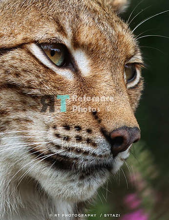 Eurasian Lynx