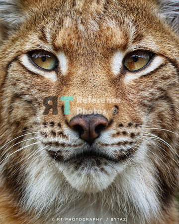 Eurasian Lynx