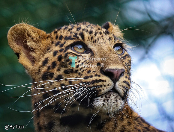 Juvenile leopard