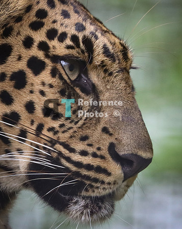 Leopard profile