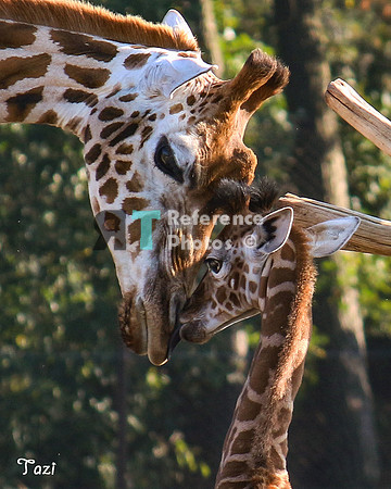 Giraffes (NOTE: this image is not very detailed. Small file)