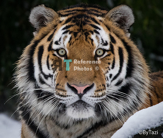 Siberian Tiger