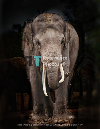 Elephant man frontal