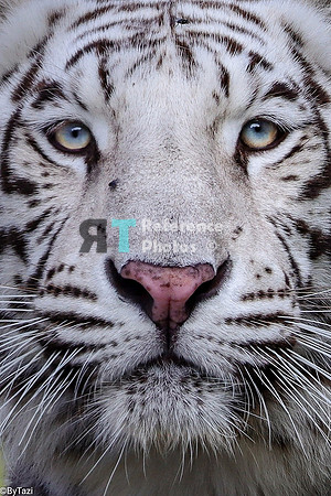 White tiger close up (crop, small but detailed file)
