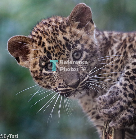 Sri lanka leopard cub (note: quite grainy)
