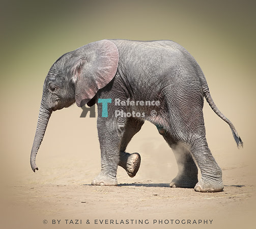 African elephant calf