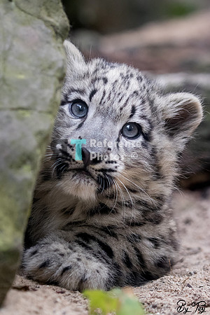 Snow leopard cub