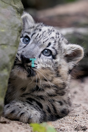 Snow leopard cub