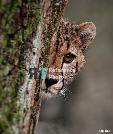 Cheetah - Peekaboo
