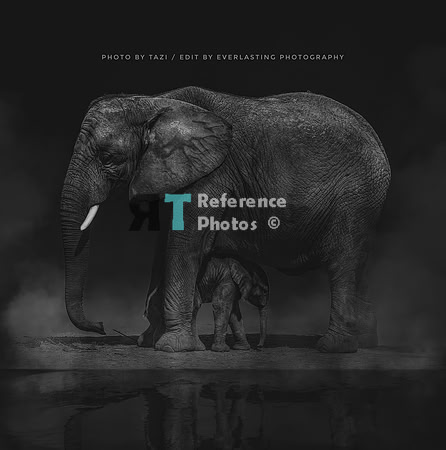 Elephant mother & baby (Black & White Night edit)