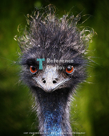 Emu (Small low resolution file, but brilliant pose)