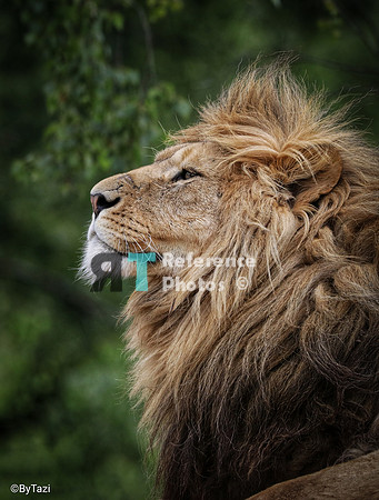 Lion profile