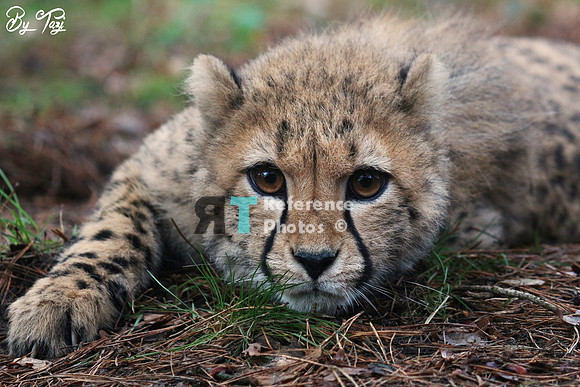 Cheetah yountster