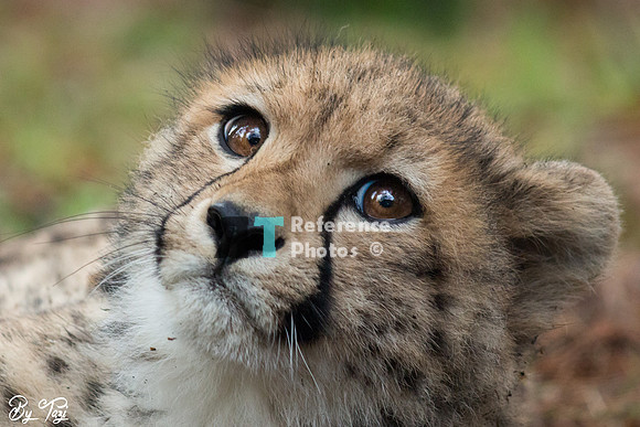 Cheetah youngster