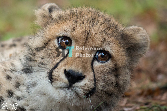 Cheetah Youngster