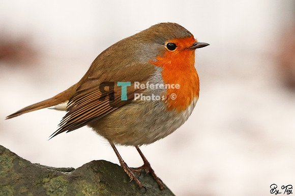 European robin