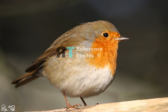 European robin