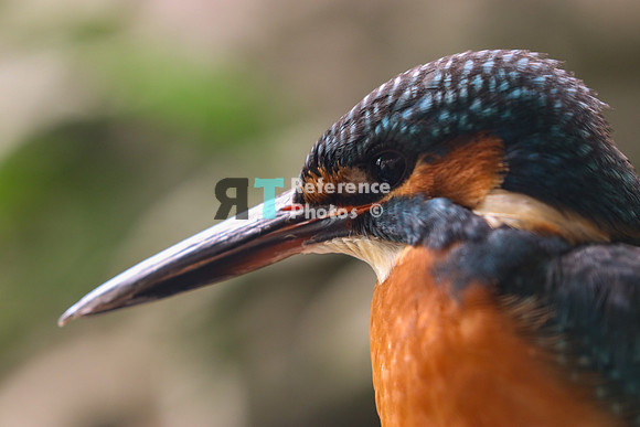 Kingfisher