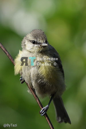 Blue tit chick