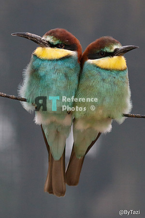 Bee-eater