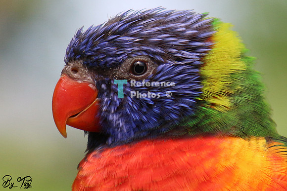 Rainbow lorikeet