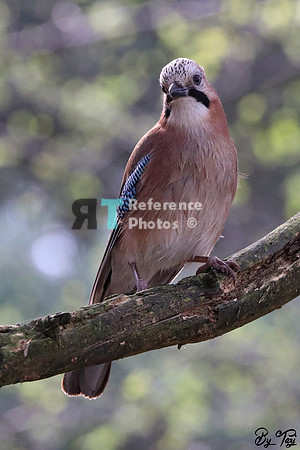 European jay