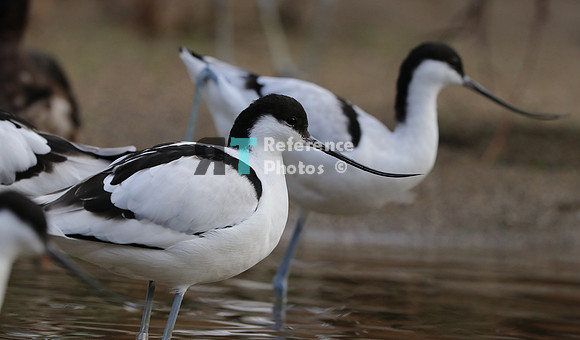 Pied avocet