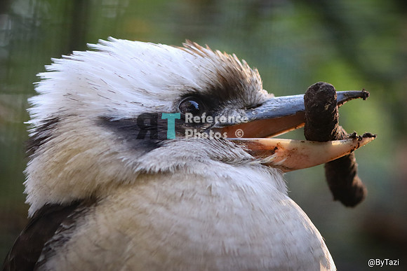Kookaburra