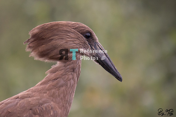 Hamerkop
