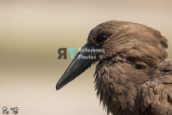 Hamerkop