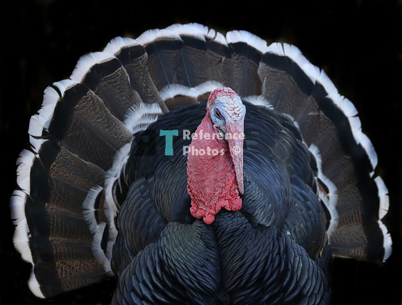 Turkey
