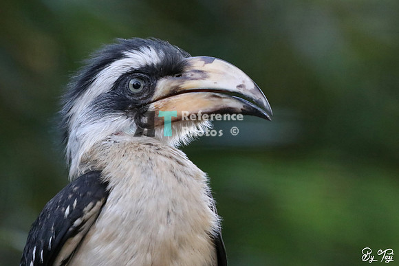 Von der Decken's hornbill juvenile