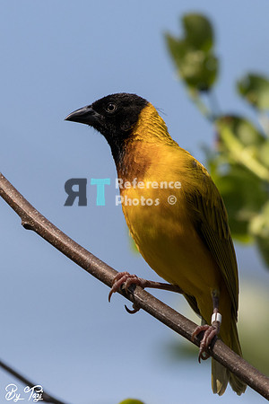 Black-headed Weaver