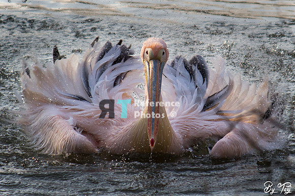 Pelican