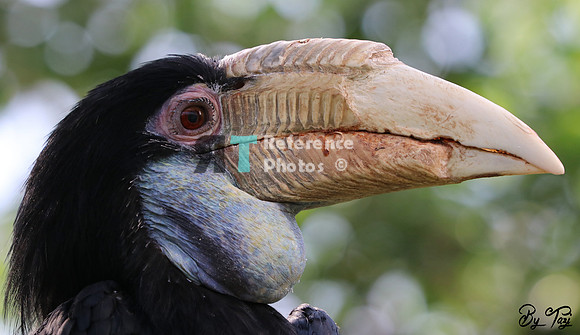 Wreathed hornbill