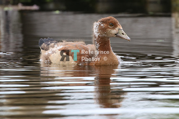 Goose