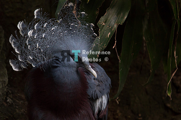 Victoria Crowned pigeon