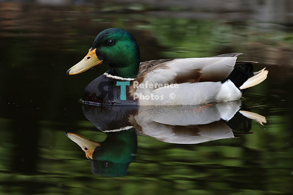 Mallard