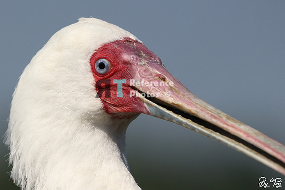 Spoonbill close up