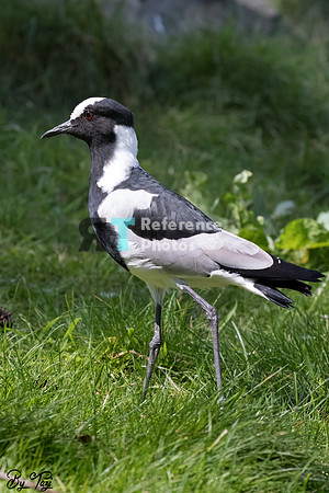 Blacksmith lapwing