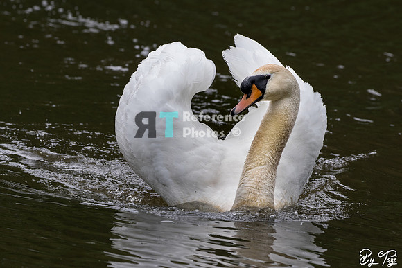 Swan