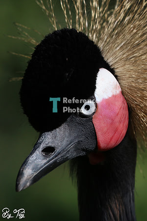 Grey crowned crane