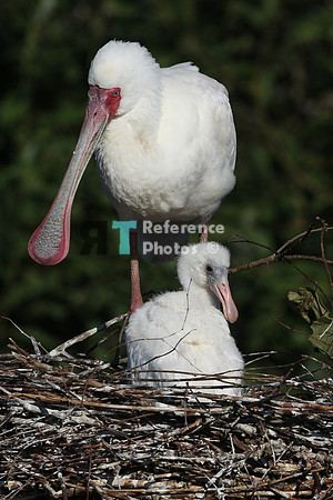 Spoonbill with chick