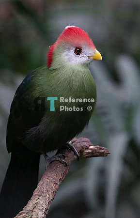 Turaco