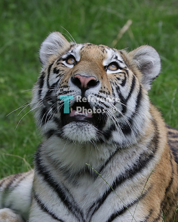 Siberian tiger cub
