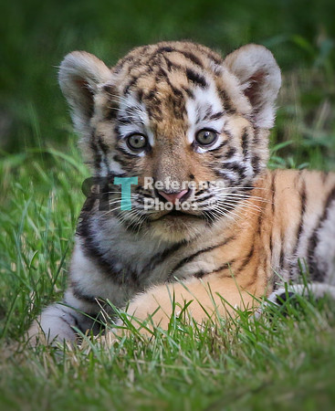 Siberian tiger cub (Quite grainy, but cute)